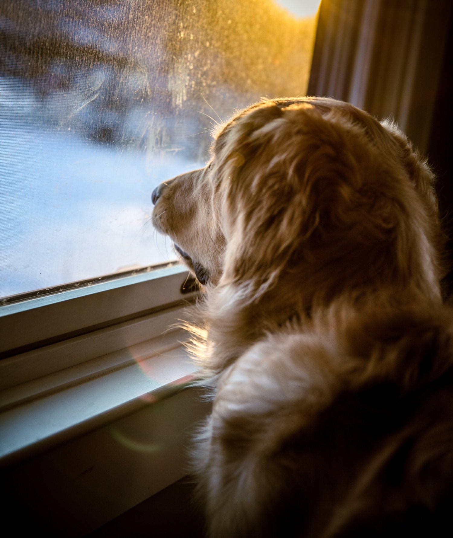 Photo of dog in window